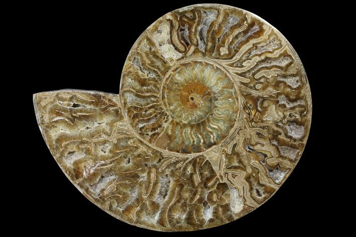 Choffaticeras (Daisy Flower) Ammonite Half - Madagascar #111321